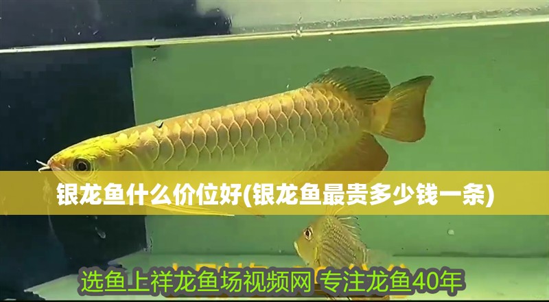 銀龍魚什么價位好(銀龍魚最貴多少錢一條)