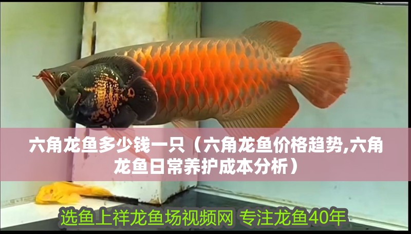 六角龍魚多少錢一只（六角龍魚價格趨勢,六角龍魚日常養護成本分析）