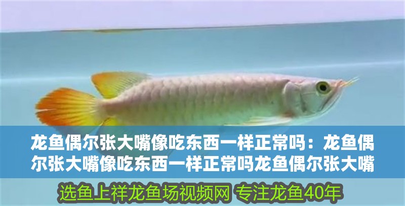 龍魚偶爾張大嘴像吃東西一樣正常嗎：龍魚偶爾張大嘴像吃東西一樣正常嗎龍魚偶爾張大嘴吃東西正常嗎