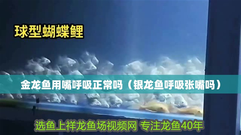 金龍魚用嘴呼吸正常嗎（銀龍魚呼吸張嘴嗎）