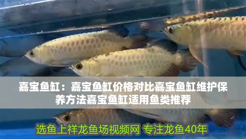 嘉寶魚缸：嘉寶魚缸價(jià)格對比嘉寶魚缸維護(hù)保養(yǎng)方法嘉寶魚缸適用魚類推薦