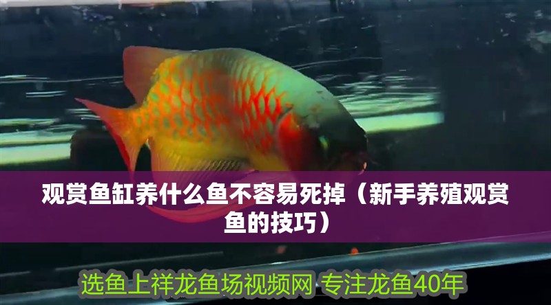 觀賞魚缸養(yǎng)什么魚不容易死掉（新手養(yǎng)殖觀賞魚的技巧）