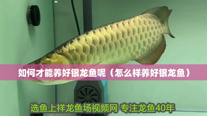 如何才能養(yǎng)好銀龍魚呢（怎么樣養(yǎng)好銀龍魚）