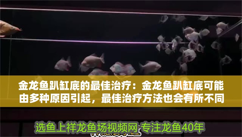 金龍魚趴缸底的最佳治療：金龍魚趴缸底可能由多種原因引起，最佳治療方法也會(huì)有所不同
