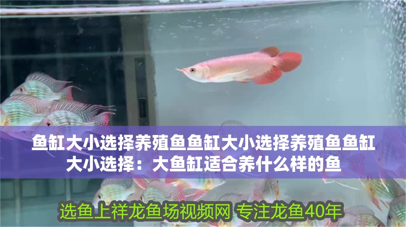 魚缸大小選擇養(yǎng)殖魚魚缸大小選擇養(yǎng)殖魚魚缸大小選擇：大魚缸適合養(yǎng)什么樣的魚