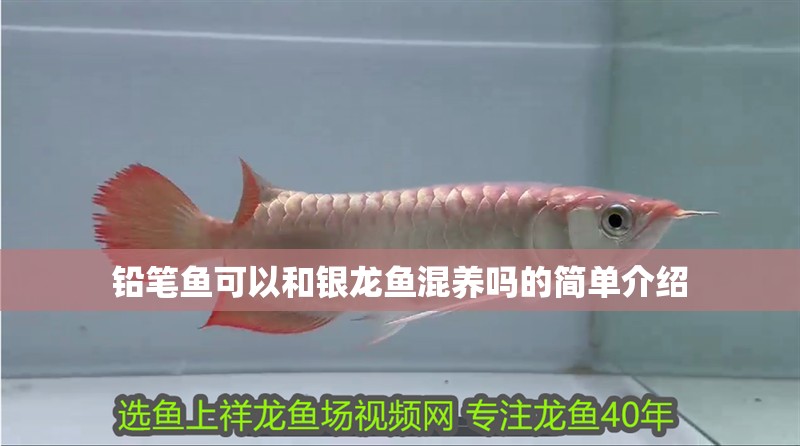 鉛筆魚可以和銀龍魚混養嗎的簡單介紹