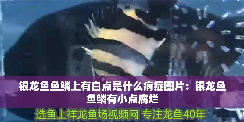 銀龍魚魚鱗上有白點是什么病癥圖片：銀龍魚魚鱗有小點腐爛