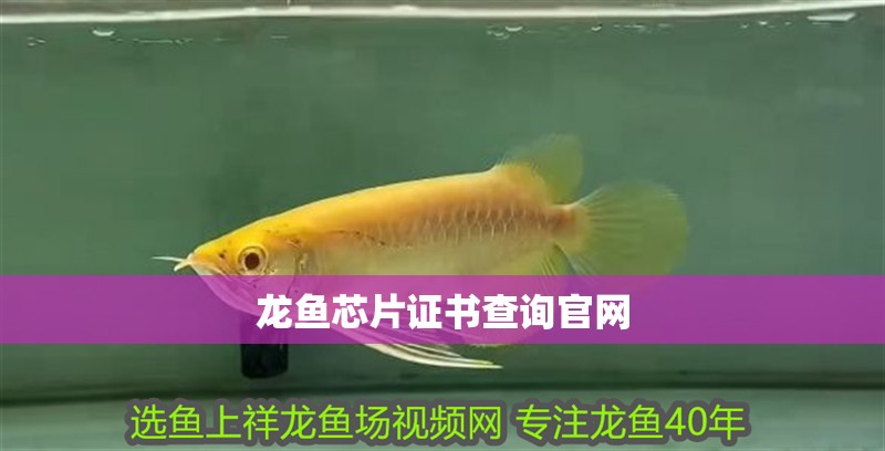 龍魚芯片證書查詢官網
