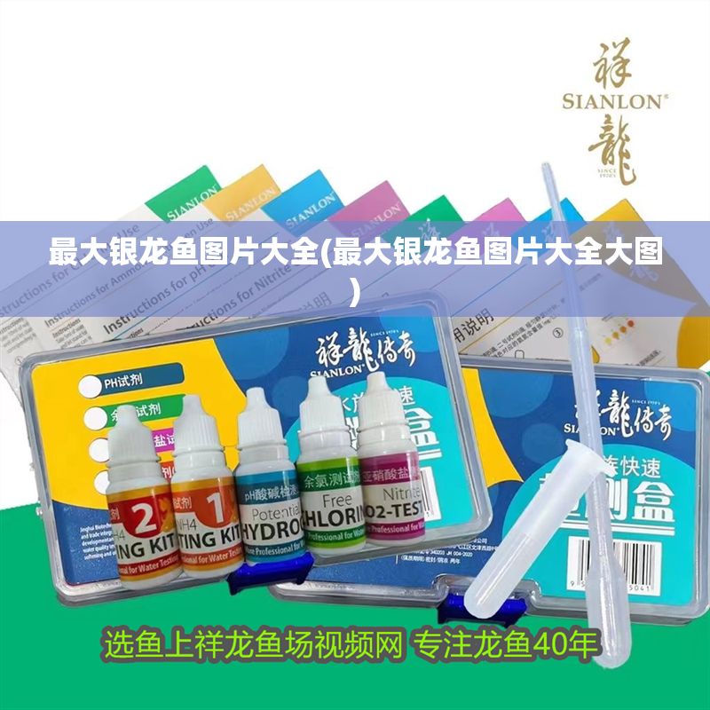 最大銀龍魚圖片大全(最大銀龍魚圖片大全大圖)