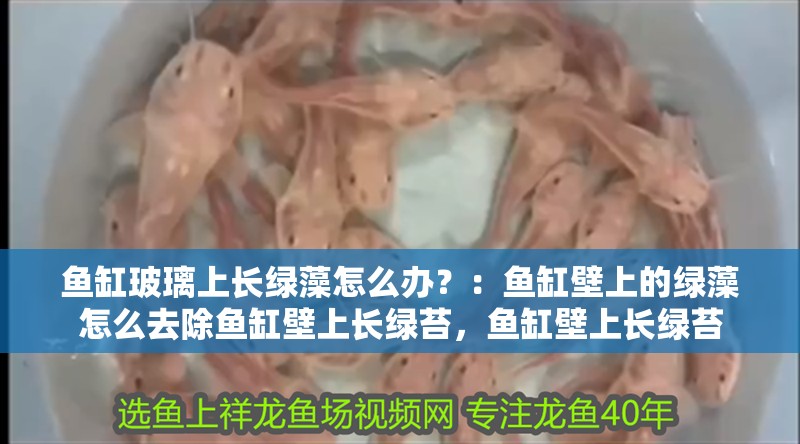 魚缸玻璃上長綠藻怎么辦？：魚缸壁上的綠藻怎么去除魚缸壁上長綠苔，魚缸壁上長綠苔