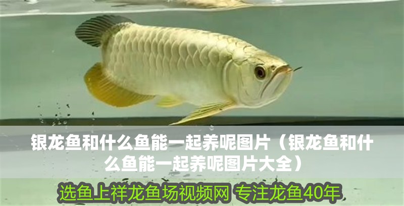 銀龍魚和什么魚能一起養呢圖片（銀龍魚和什么魚能一起養呢圖片大全）
