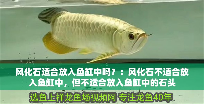 風(fēng)化石適合放入魚缸中嗎？：風(fēng)化石不適合放入魚缸中，但不適合放入魚缸中的石頭