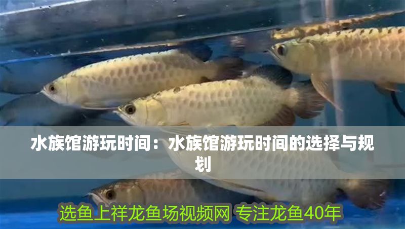 水族館游玩時間：水族館游玩時間的選擇與規(guī)劃