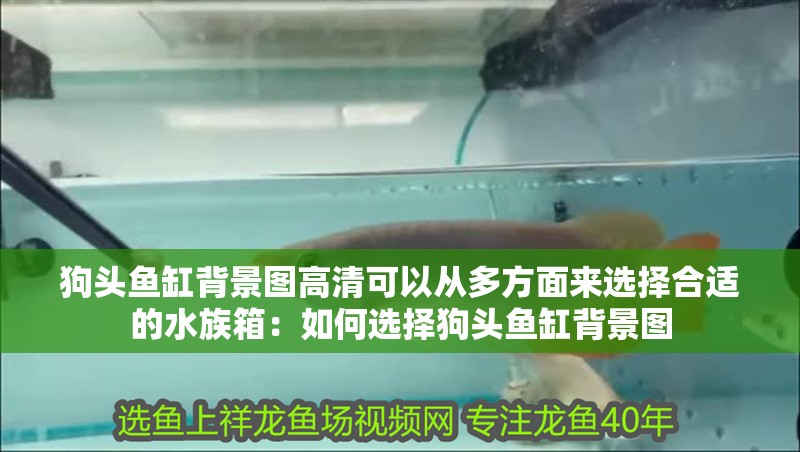 狗頭魚缸背景圖高清可以從多方面來選擇合適的水族箱：如何選擇狗頭魚缸背景圖