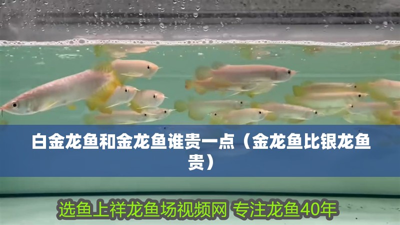 白金龍魚和金龍魚誰貴一點（金龍魚比銀龍魚貴）