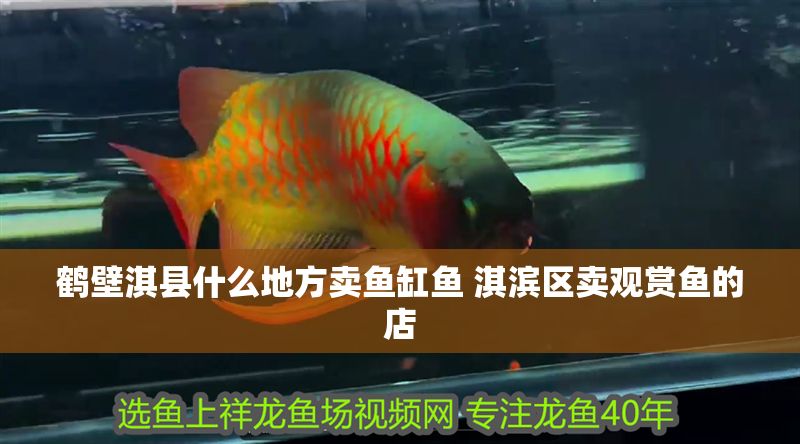 鶴壁淇縣什么地方賣魚缸魚 淇濱區(qū)賣觀賞魚的店