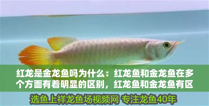 紅龍是金龍魚嗎為什么：紅龍魚和金龍魚在多個方面有著明顯的區別，紅龍魚和金龍魚有區別