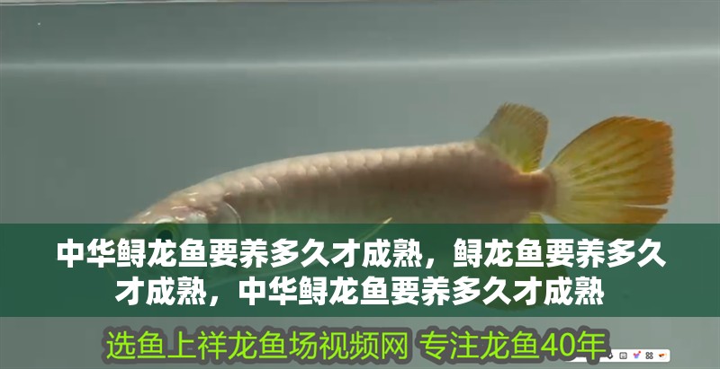 中華鱘龍魚要養多久才成熟，鱘龍魚要養多久才成熟，中華鱘龍魚要養多久才成熟