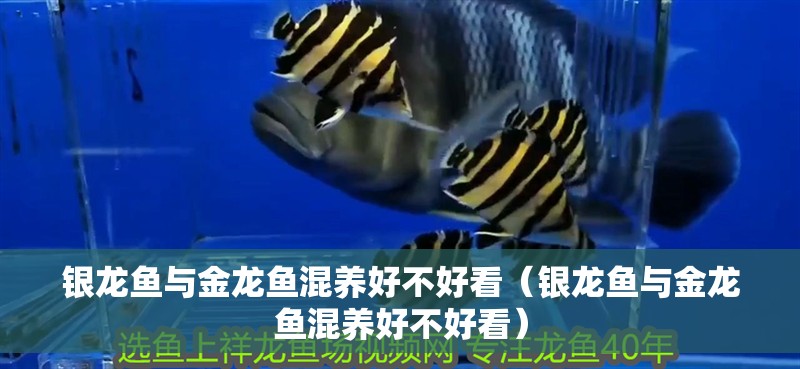 銀龍魚與金龍魚混養好不好看（銀龍魚與金龍魚混養好不好看）