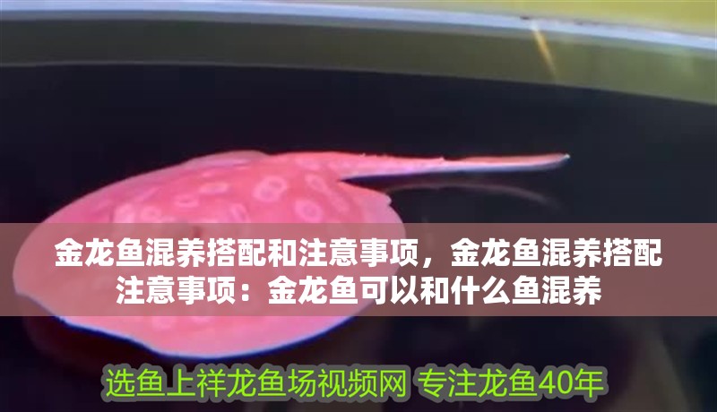 金龍魚混養搭配和注意事項，金龍魚混養搭配注意事項：金龍魚可以和什么魚混養