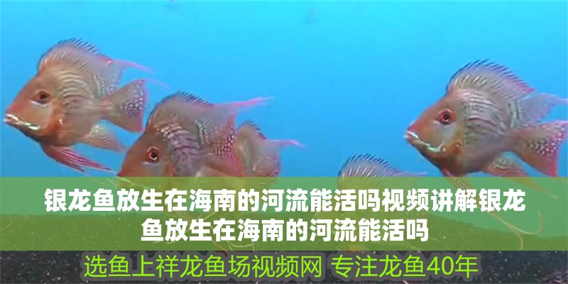 銀龍魚放生在海南的河流能活嗎視頻講解銀龍魚放生在海南的河流能活嗎