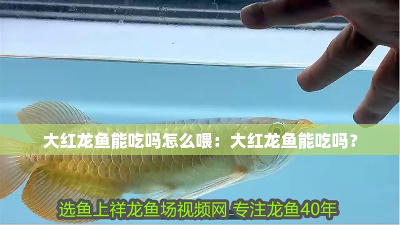 大紅龍魚能吃嗎怎么喂：大紅龍魚能吃嗎？