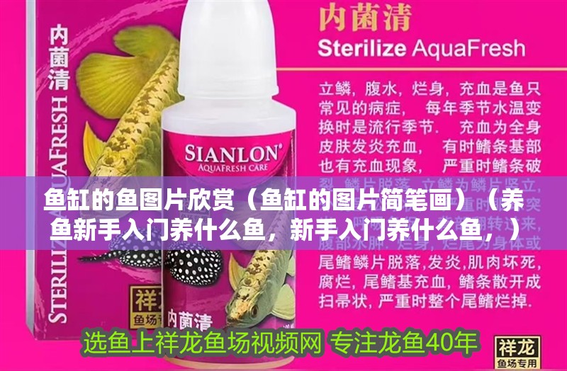 魚缸的魚圖片欣賞（魚缸的圖片簡筆畫）（養(yǎng)魚新手入門養(yǎng)什么魚，新手入門養(yǎng)什么魚，）