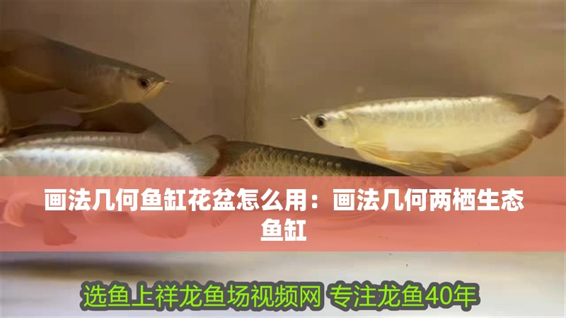 畫法幾何魚缸花盆怎么用：畫法幾何兩棲生態(tài)魚缸