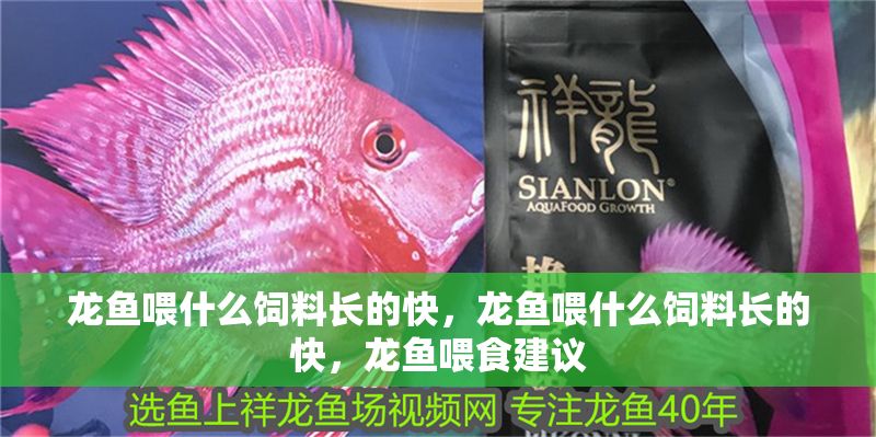 龍魚喂什么飼料長的快,龍魚喂什么飼料長的快,龍魚喂食建議 龍魚百科 第2張 龍魚喂什么飼料長的快,龍魚喂什么飼料長的快,龍魚喂食建議 龍魚喂什么飼料長的快,龍魚喂什么飼料長的快,龍魚喂食建議 龍魚百科 第2張