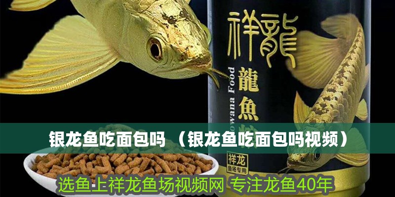 銀龍魚吃面包嗎 （銀龍魚吃面包嗎視頻）