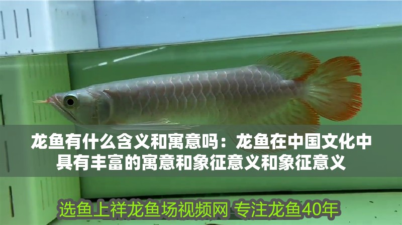 龍魚有什么含義和寓意嗎：龍魚在中國文化中具有豐富的寓意和象征意義和象征意義