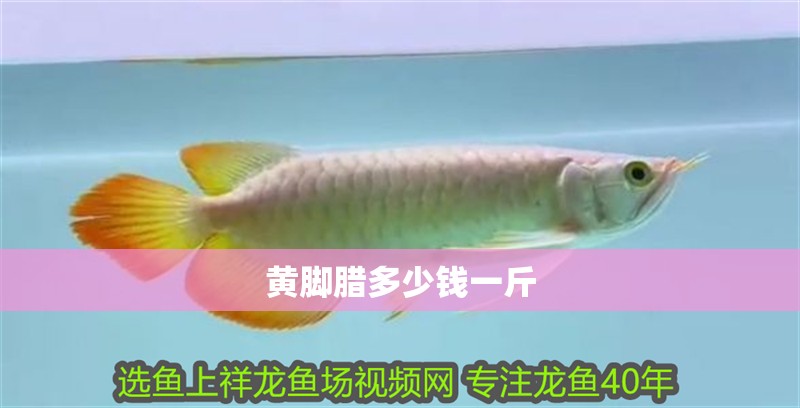 給大魚缸換水的作文:體驗給大魚缸換水的樂趣:體驗給大魚缸換水:給大魚缸換水的作文 黃腳臘多少錢一斤 龍魚論壇 黃腳臘多少錢一斤 黃腳臘多少錢一斤 龍魚論壇