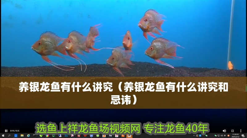 養(yǎng)銀龍魚有什么講究（養(yǎng)銀龍魚有什么講究和忌諱）