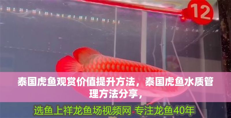 泰國虎魚觀賞價值提升方法，泰國虎魚水質管理方法分享，