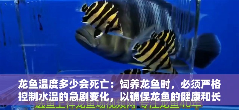 龍魚溫度多少會死亡：飼養(yǎng)龍魚時，必須嚴(yán)格控制水溫的急劇變化，以確保龍魚的健康和長壽