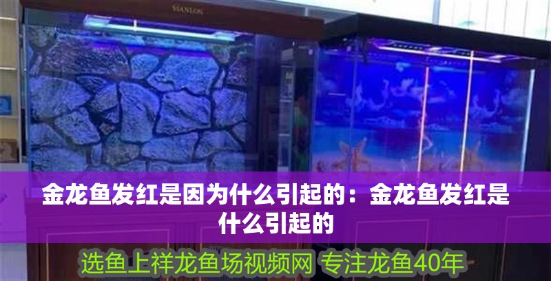 金龍魚發紅是因為什么引起的：金龍魚發紅是什么引起的