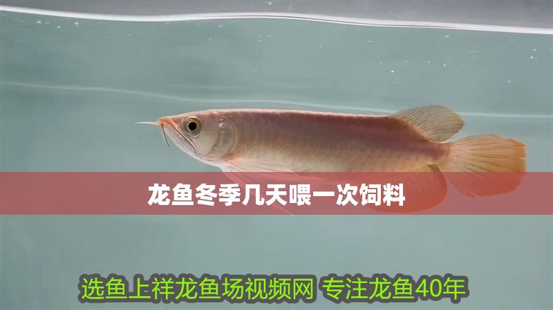 龍魚冬季幾天喂一次飼料