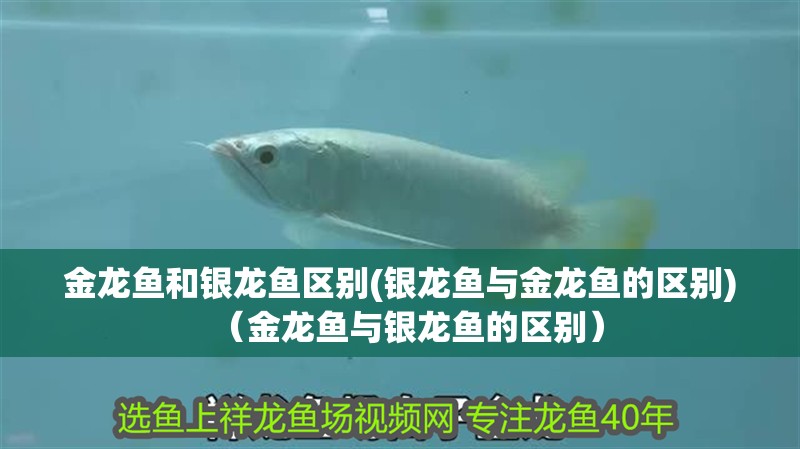 金龍魚和銀龍魚區別(銀龍魚與金龍魚的區別)（金龍魚與銀龍魚的區別）