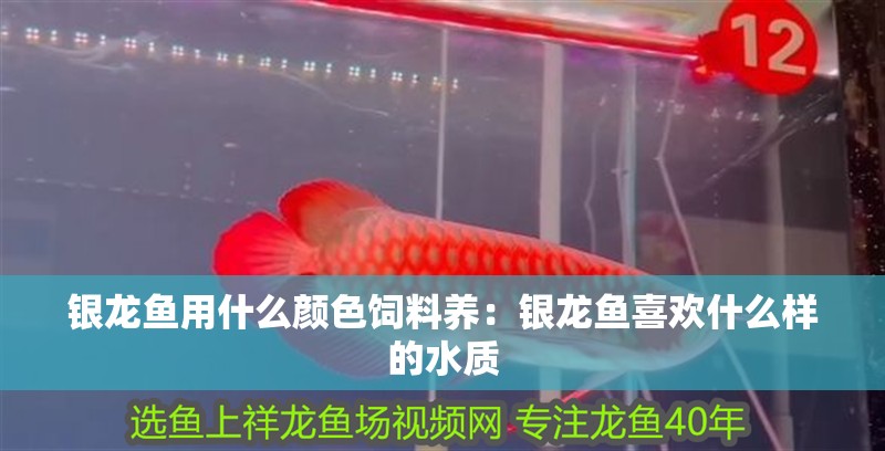 銀龍魚用什么顏色飼料養：銀龍魚喜歡什么樣的水質