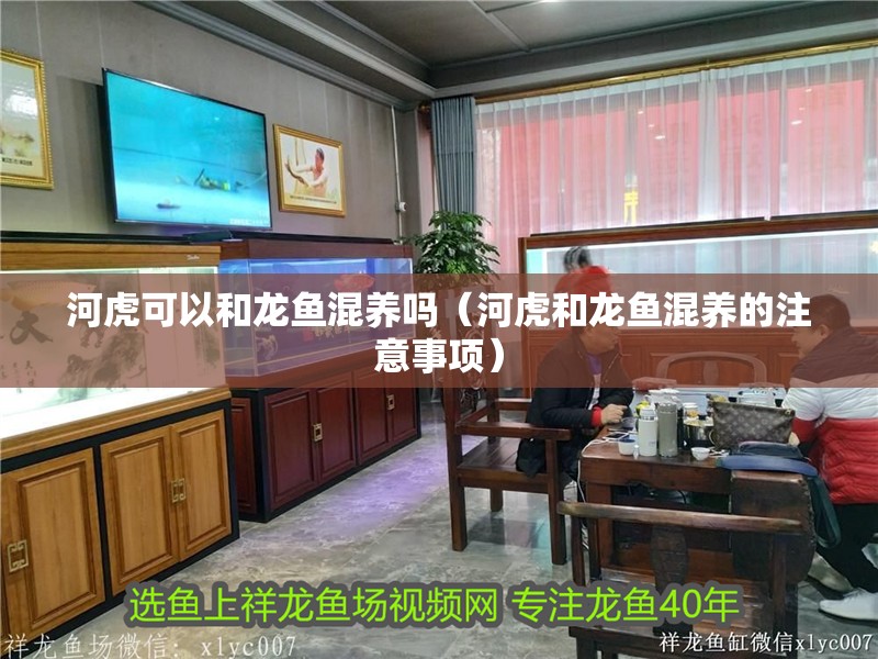 河虎可以和龍魚混養(yǎng)嗎（河虎和龍魚混養(yǎng)的注意事項(xiàng)）