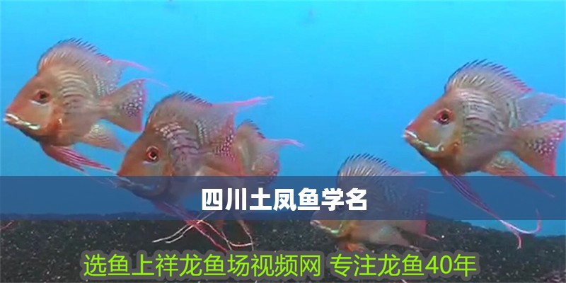 四川土鳳魚(yú)學(xué)名