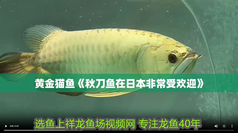 黃金貓魚《秋刀魚在日本非常受歡迎》 黃金貓魚《秋刀魚在日本非常受歡迎》 黃金貓魚百科 第1張