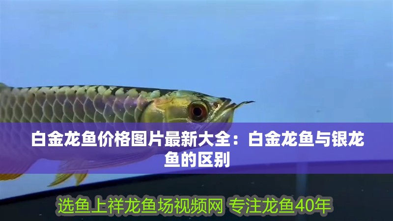 白金龍魚價格圖片最新大全：白金龍魚與銀龍魚的區別