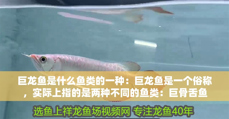 巨龍魚是什么魚類的一種：巨龍魚是一個俗稱，實際上指的是兩種不同的魚類：巨骨舌魚