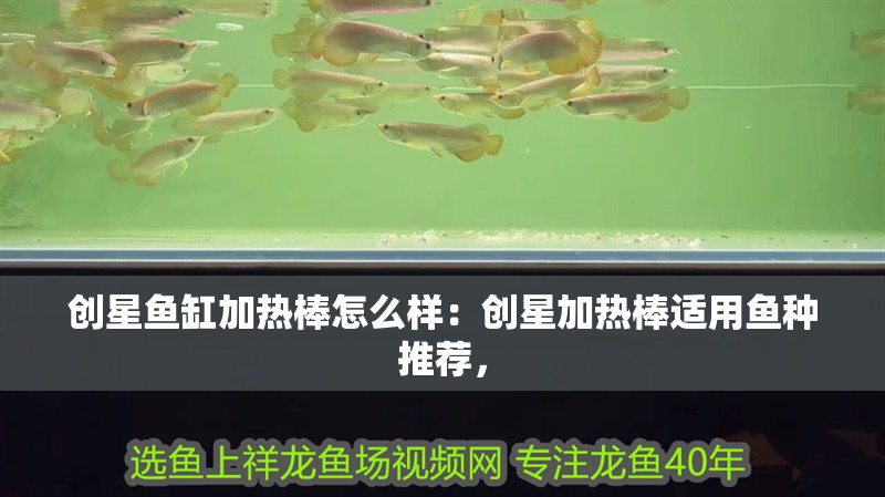 創星魚缸加熱棒怎么樣：創星加熱棒適用魚種推薦，