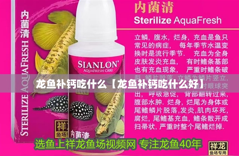 龍魚補鈣吃什么【龍魚補鈣吃什么好】