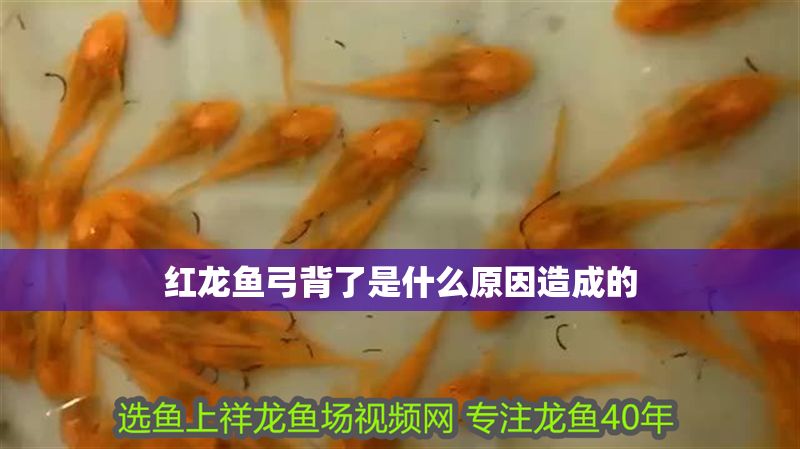 紅龍魚弓背了是什么原因造成的