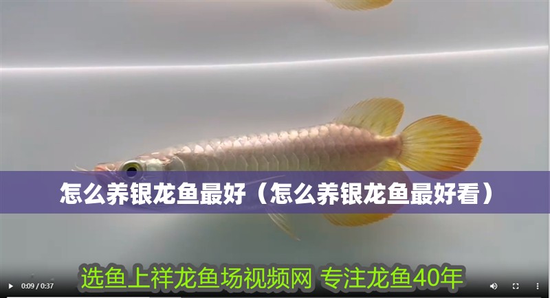怎么養銀龍魚最好（怎么養銀龍魚最好看）