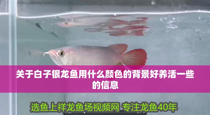 關于白子銀龍魚用什么顏色的背景好養活一些的信息
