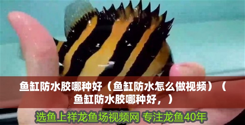 魚缸防水膠哪種好（魚缸防水怎么做視頻）（魚缸防水膠哪種好，）